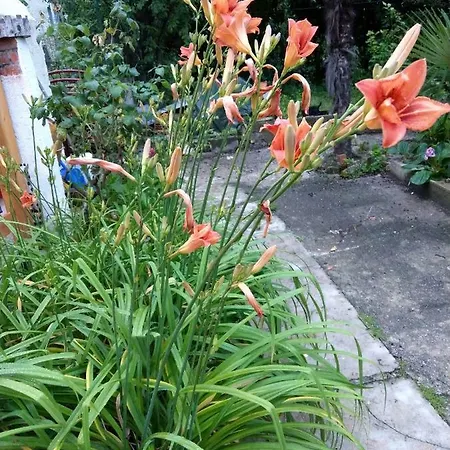 Lägenhet Kuca Za Odmor Isabella Dubrovnik