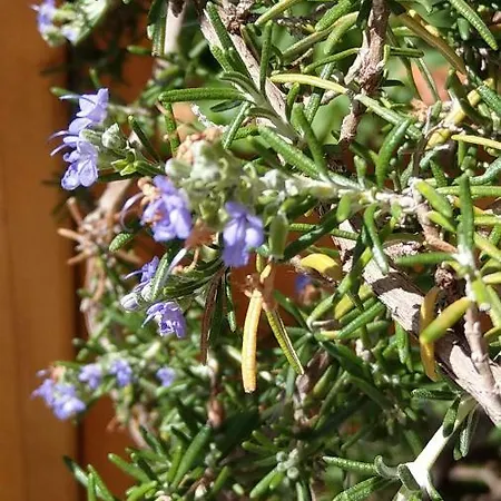 Lägenhet Kuca Za Odmor Isabella