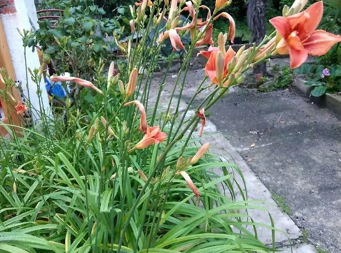 Apartament Kuca Za Odmor Isabella Dubrownik