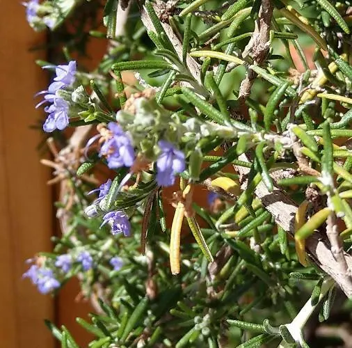 Apartament Kuca Za Odmor Isabella